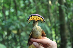 Onychorhynchus coronatus