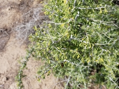 Condalia globosa pubescens