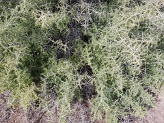 Condalia globosa pubescens