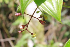 Miconia contrerasii