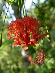 Hibiscus schizopetalus