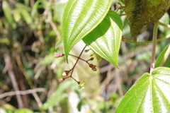 Miconia contrerasii