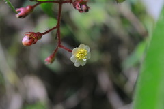 Miconia contrerasii