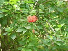 Hibiscus schizopetalus