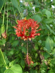 Hibiscus schizopetalus