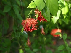 Hibiscus schizopetalus
