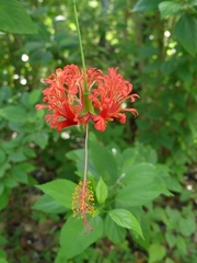 Hibiscus schizopetalus