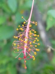 Hibiscus schizopetalus