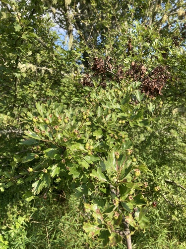 Crataegus laevigata iNat (1)