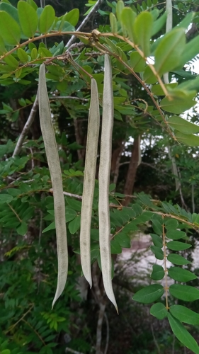 Chadsia versicolor