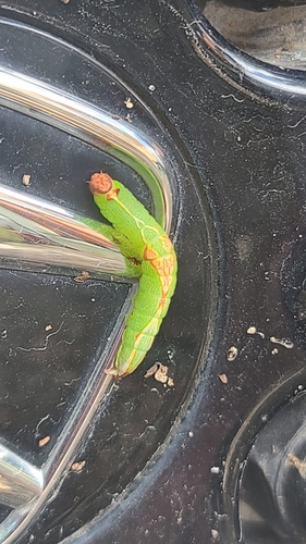 Oblique Heterocampa Moth