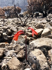 Cyrtanthus ventricosus