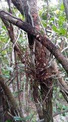 Microcoelia perrieri