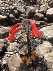 Cyrtanthus ventricosus