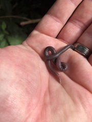 Amphisbaena fenestrata