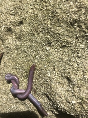 Amphisbaena fenestrata