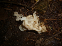 Sebacina sparassoidea