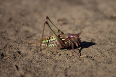 Gampsocleis sedakovii