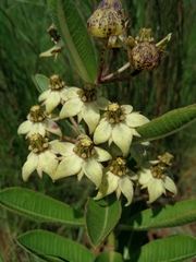Pachycarpus asperifolius