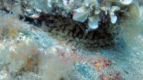 Cribrinopsis crassa