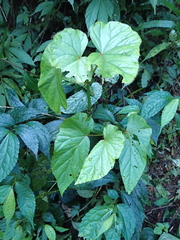 Begonia longifolia