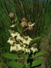 Pachycarpus asperifolius
