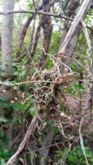 Microcoelia perrieri