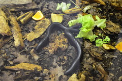 Archispirostreptus gigas