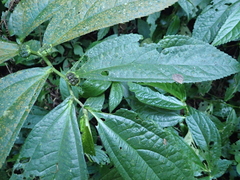 Elatostema platyphyllum