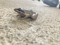Lithobates sylvaticus image