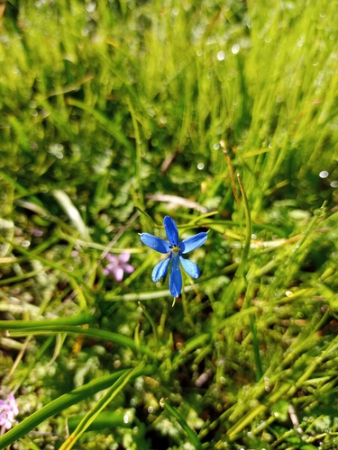 Image of Tecophilaea violiflora by (c) S. Cortés, some rights reserved (CC BY)