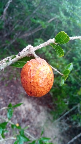 Black Monkey Orange