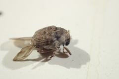 Phytobiini