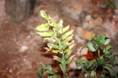 Sacoila lanceolata
