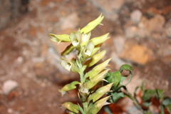 Sacoila lanceolata