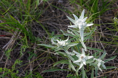Leontopodium leontopodioides