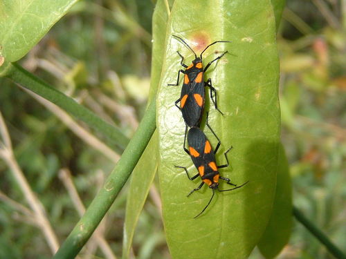Oncopeltus cayensis