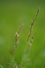 Helictochloa hookeri