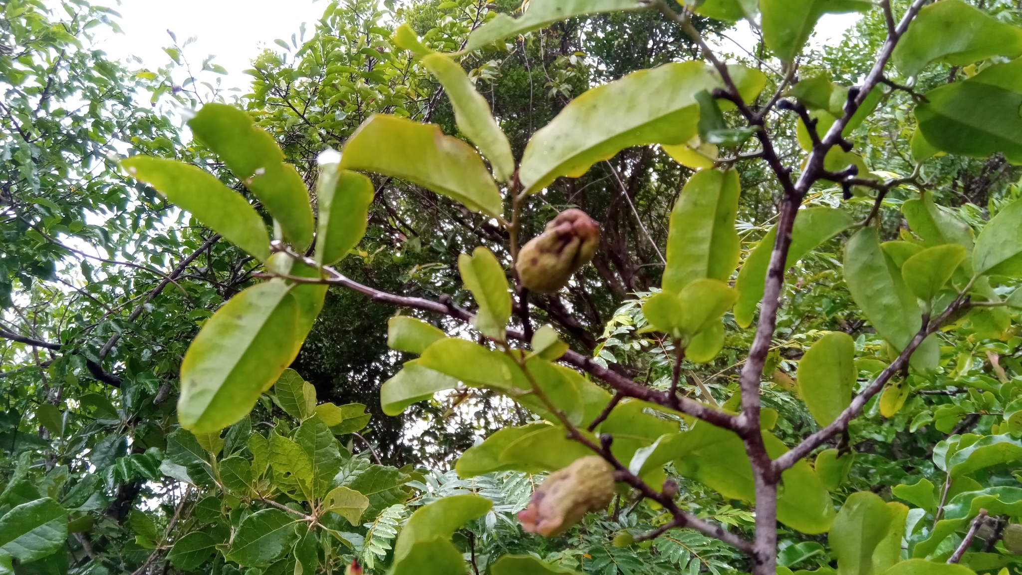 Diospyros bernieriana