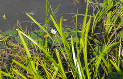 Nymphaea tetragona