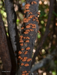 Anthracophyllum discolor image