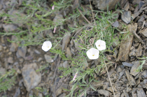 Convolvulus ammannii
