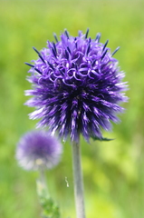 Echinops latifolius