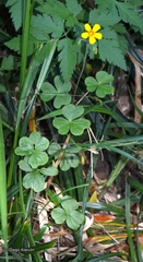 Oxalis dumetorum