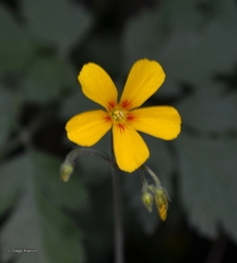 Oxalis dumetorum