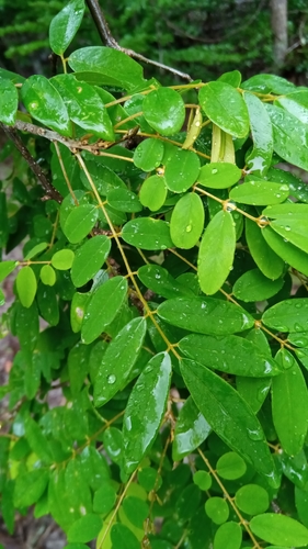 Chadsia versicolor