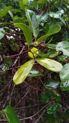 Loeseneriella