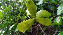 Loeseneriella