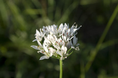 Allium ramosum