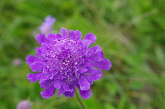 Scabiosa comosa